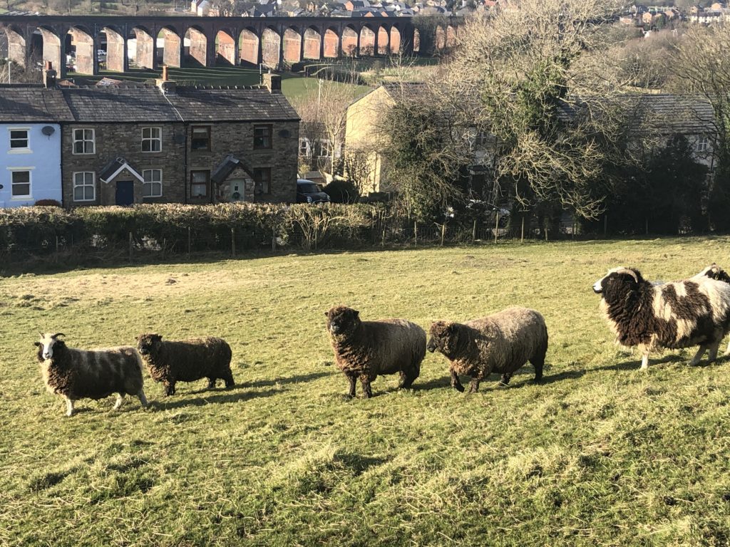 Lancashire Sheep